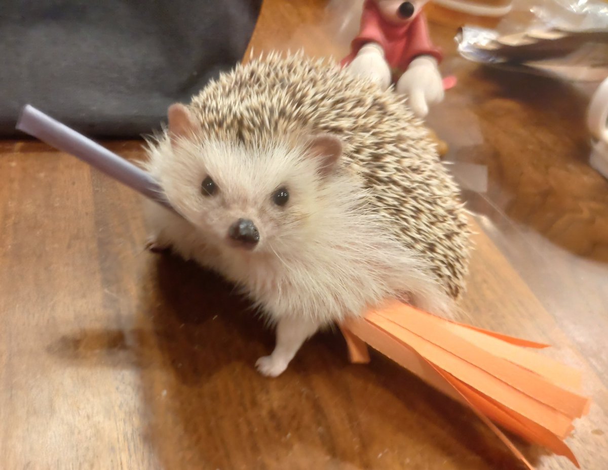 もふもふページ もふもふ@埋もれたい🦔 (@sayaka862) / Posts / X