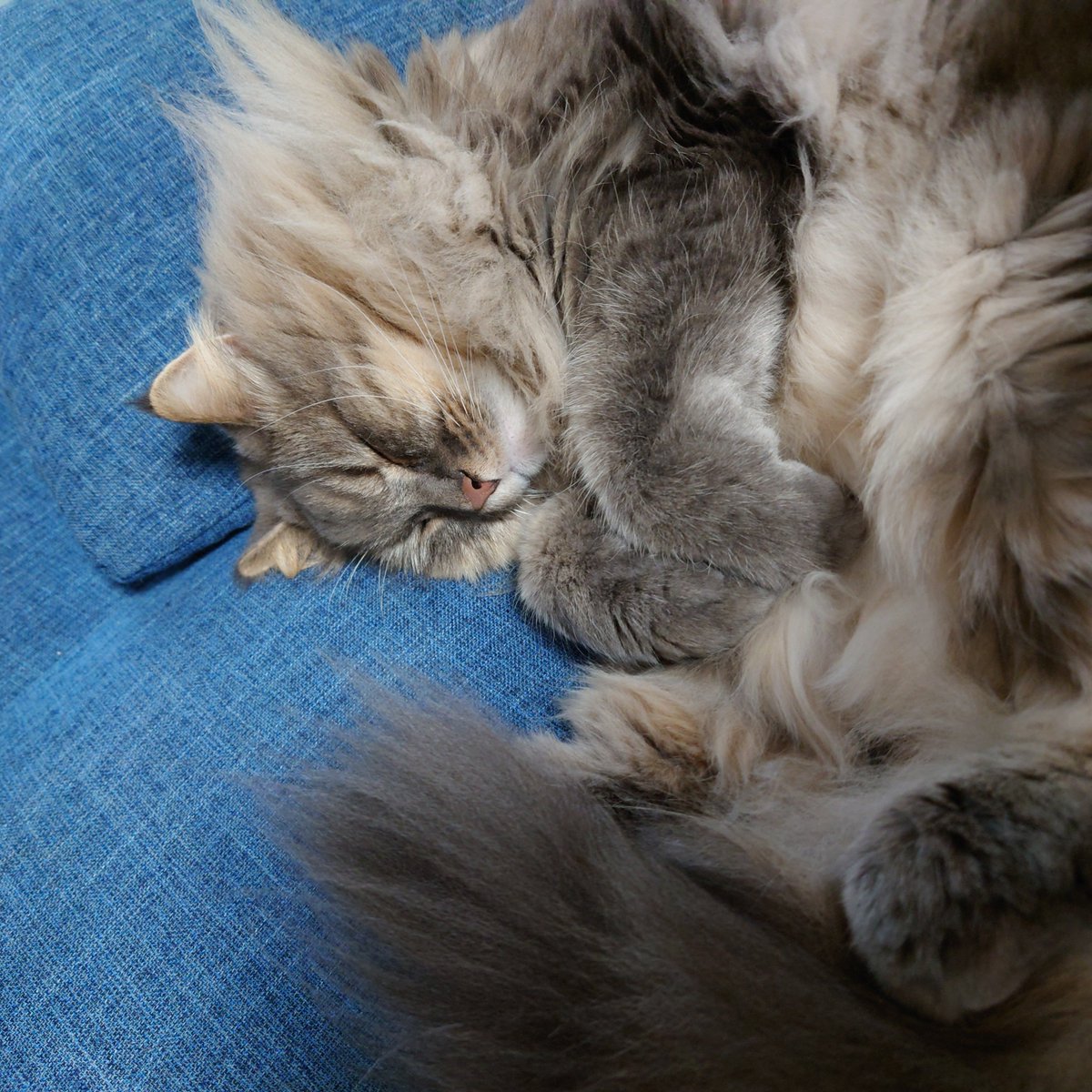 きゃわいい
とびちゃんメルちゃん来てから母性目覚めた