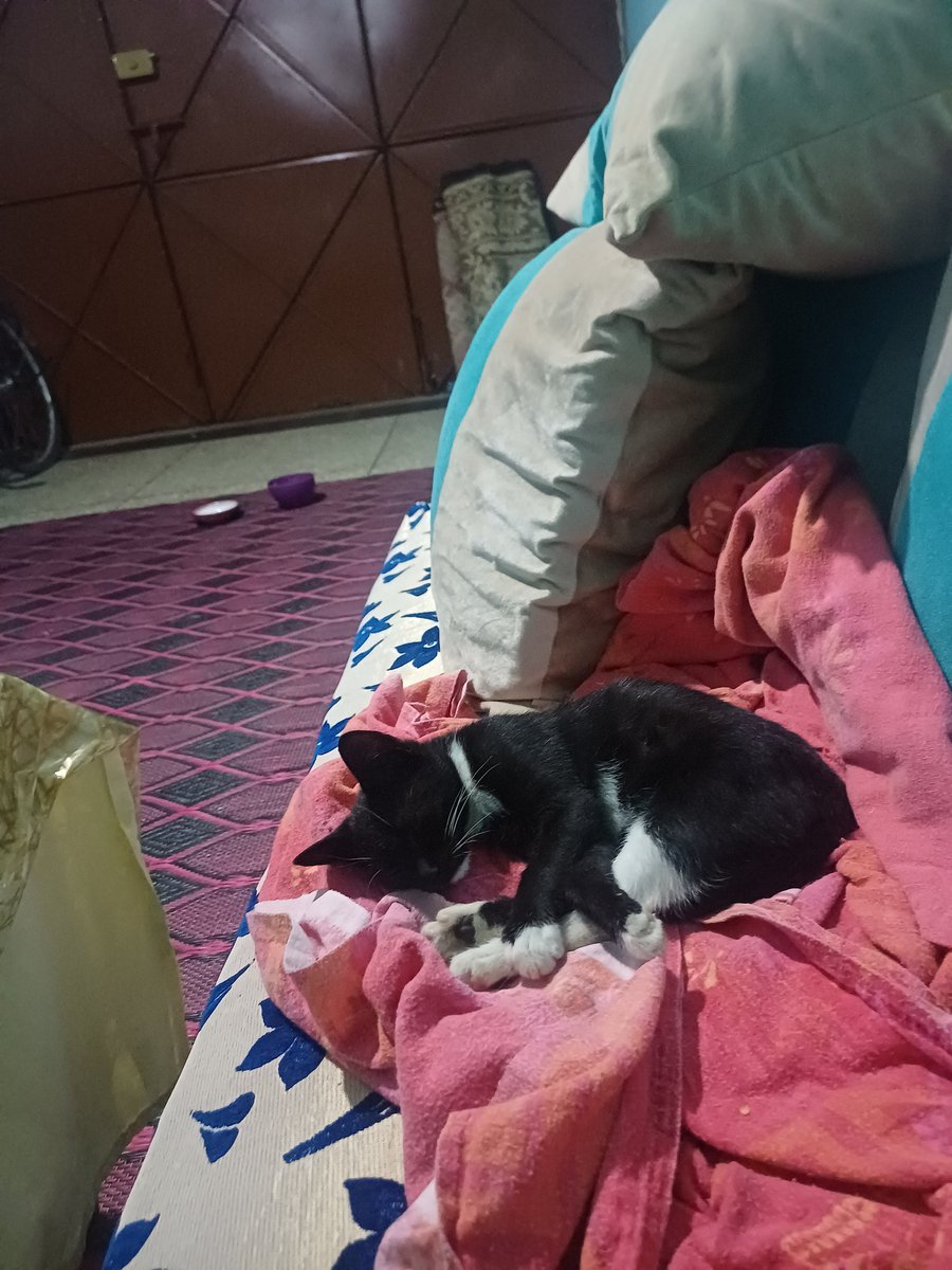 catskingdomorg's tweet image. It’s been really hard lately. Two cats are still at the vet and I’m struggling to keep up with food and bills. I’m stuck with 500 dollars that could fix everything. I lose hope sometimes, but I keep believing better days will come. paypal.me/catskingdom21