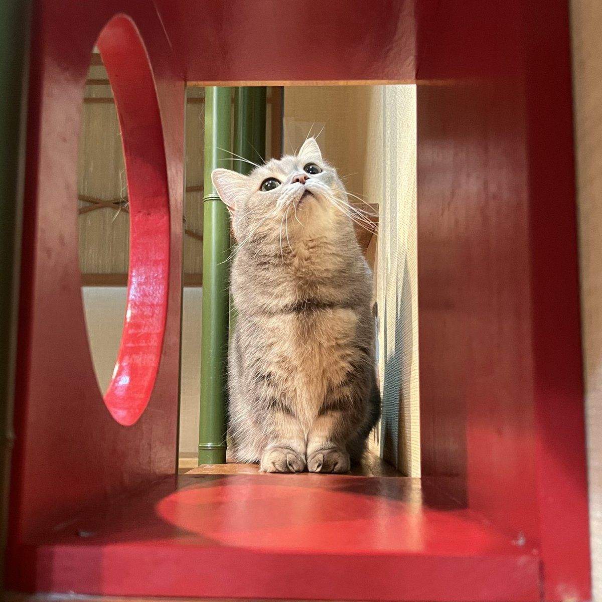 Cat cafe 心猫(ここね) on X