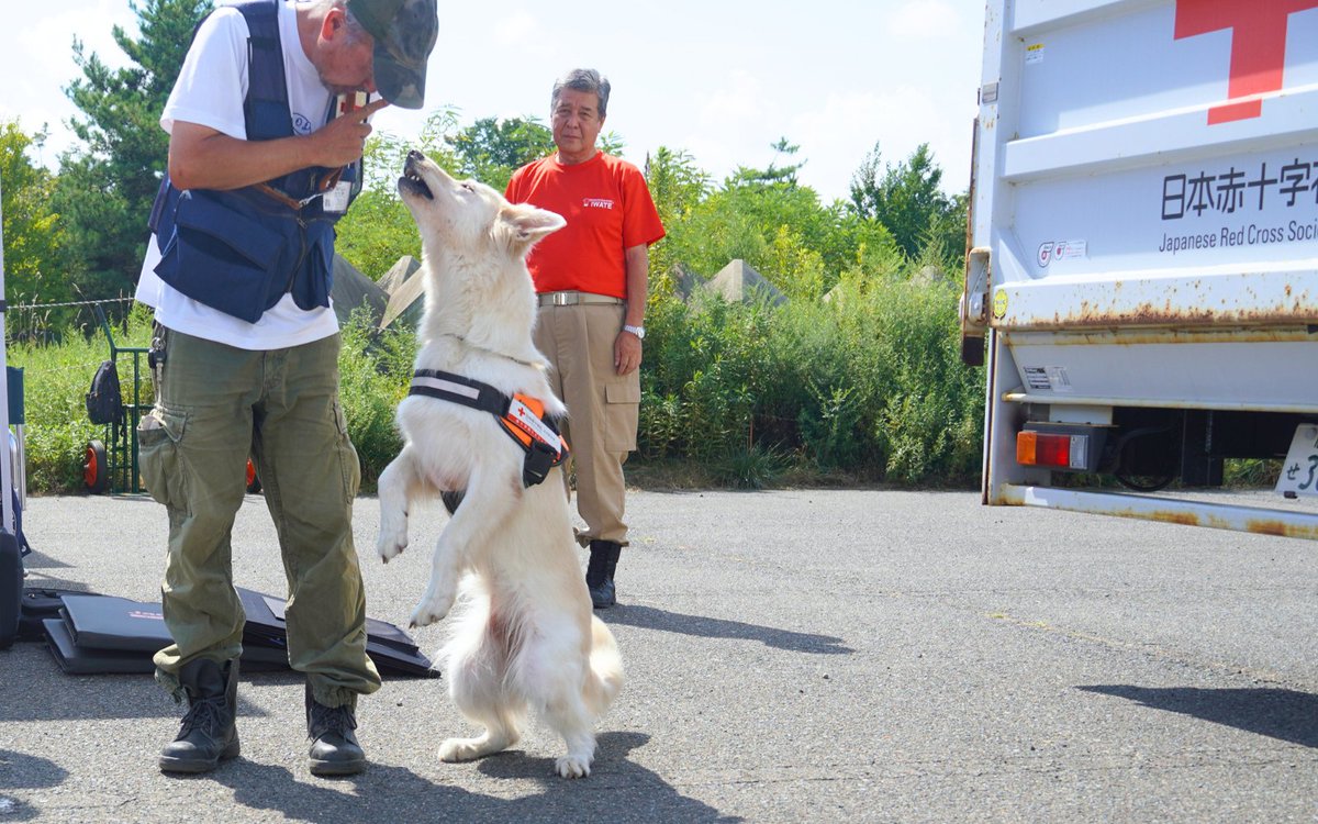 JRCS_PR's tweet image. ／
 今日は #犬の日 🐶
 日赤で活躍するワンちゃんを紹介！
＼

災害救助犬やセラピー犬など、
赤十字には“人に寄り添って”活動する
ワンちゃんがいます✨

例えば、日本赤十字社岩手県支部では、
災害救助犬が活動中！

３匹を応援してくださる方は、
コメント欄に❤を送ってください🐾