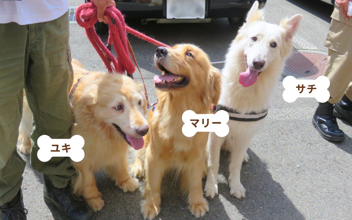 JRCS_PR's tweet image. ／
 今日は #犬の日 🐶
 日赤で活躍するワンちゃんを紹介！
＼

災害救助犬やセラピー犬など、
赤十字には“人に寄り添って”活動する
ワンちゃんがいます✨

例えば、日本赤十字社岩手県支部では、
災害救助犬が活動中！

３匹を応援してくださる方は、
コメント欄に❤を送ってください🐾