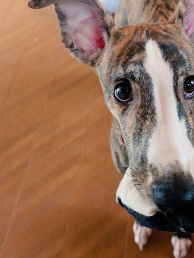 hasukotechinume's tweet image. 🌀「グル　です　グルは　ついに　ねえちゃんの　愛蔵版のマンガを　メッタメタの　ギッタギタに　して　ねえちゃんをギャアアアアと　いわせることに　成功　しました💪」🌀
＃ウィペット　＃whippet