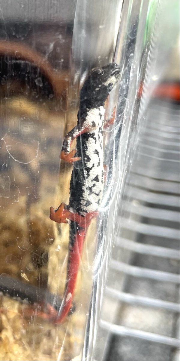 Salamandrina terdigitata
ドイツCB

を数匹分譲致します。
ご興味のある方はDM下さい
詳細をお知らせします。
DM出来ない方はこちらのポストに
コメント下さい。

ここ数年はワイルドはほとんどいなく
なったとイタリアの友人から聞いています。
その為、CBはとても貴重だと
思います。
#メガネイモリ