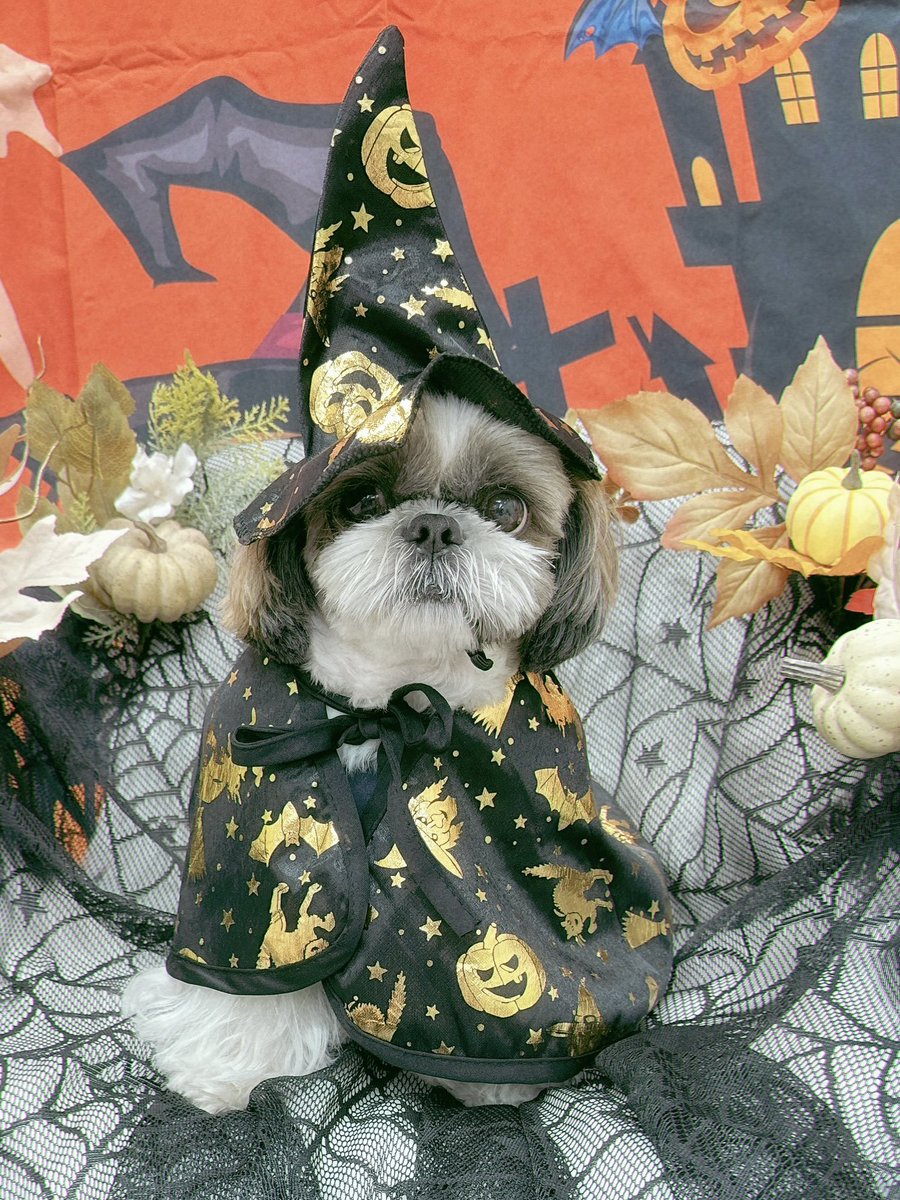 イタズラしないから…
オヤツくれる❓

#シーズー #shihtzu 
#Halloween2025