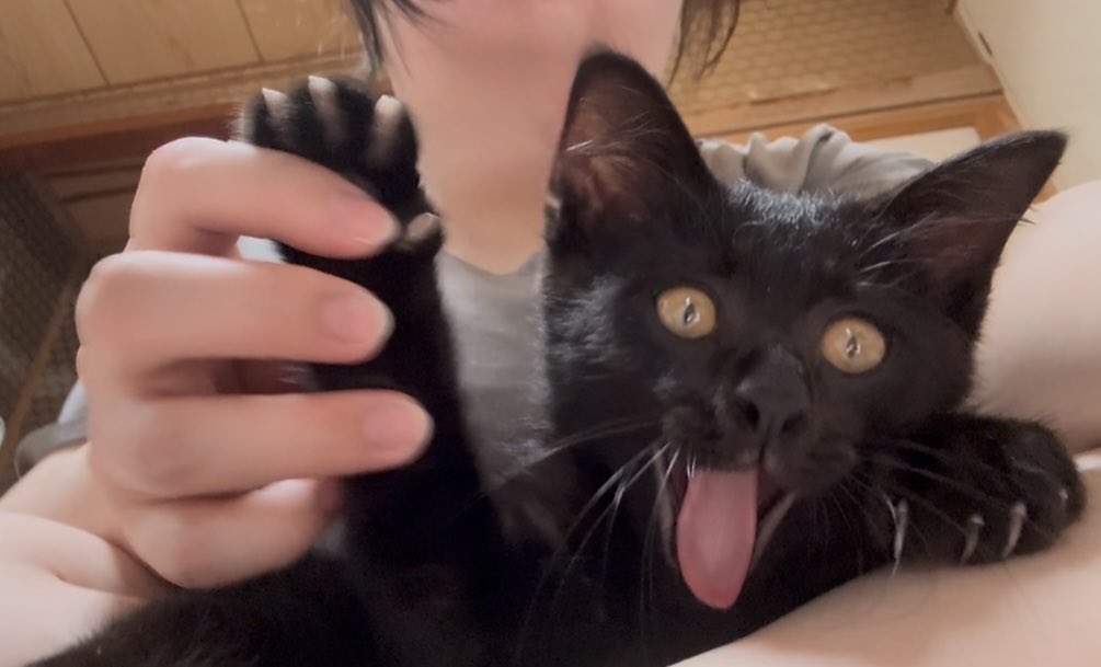 ポラ猫 Yahoo!オークション - 【新品・未使用】POLUS ポラ猫 ぬいぐるみ