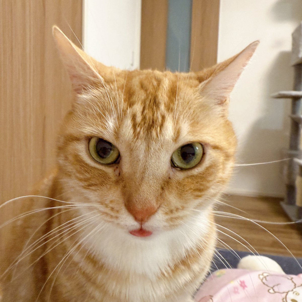 みぃちゃんお誕生日おめでとう🎊 もう9歳だねぇ🎂🐈 もっちゃんも