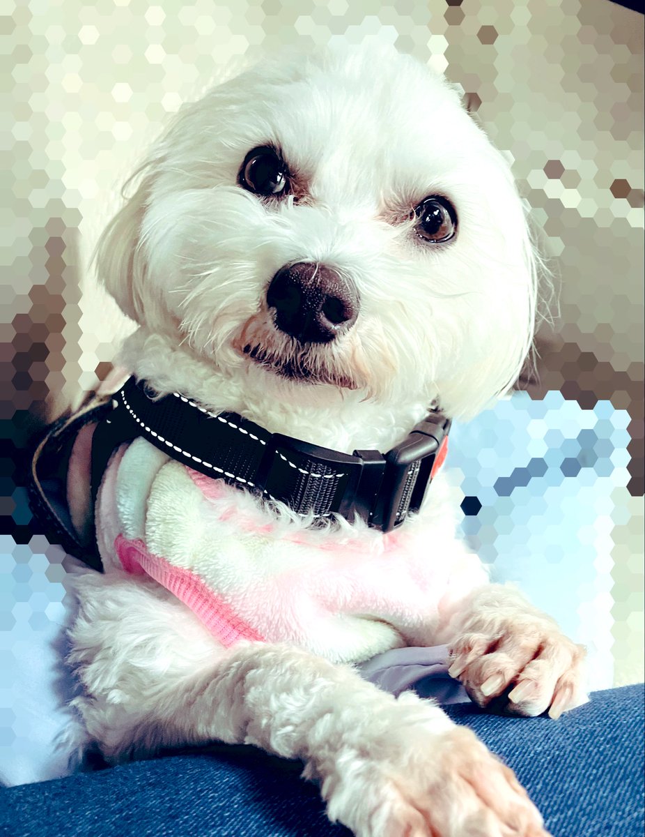 これは栗ドッグ 