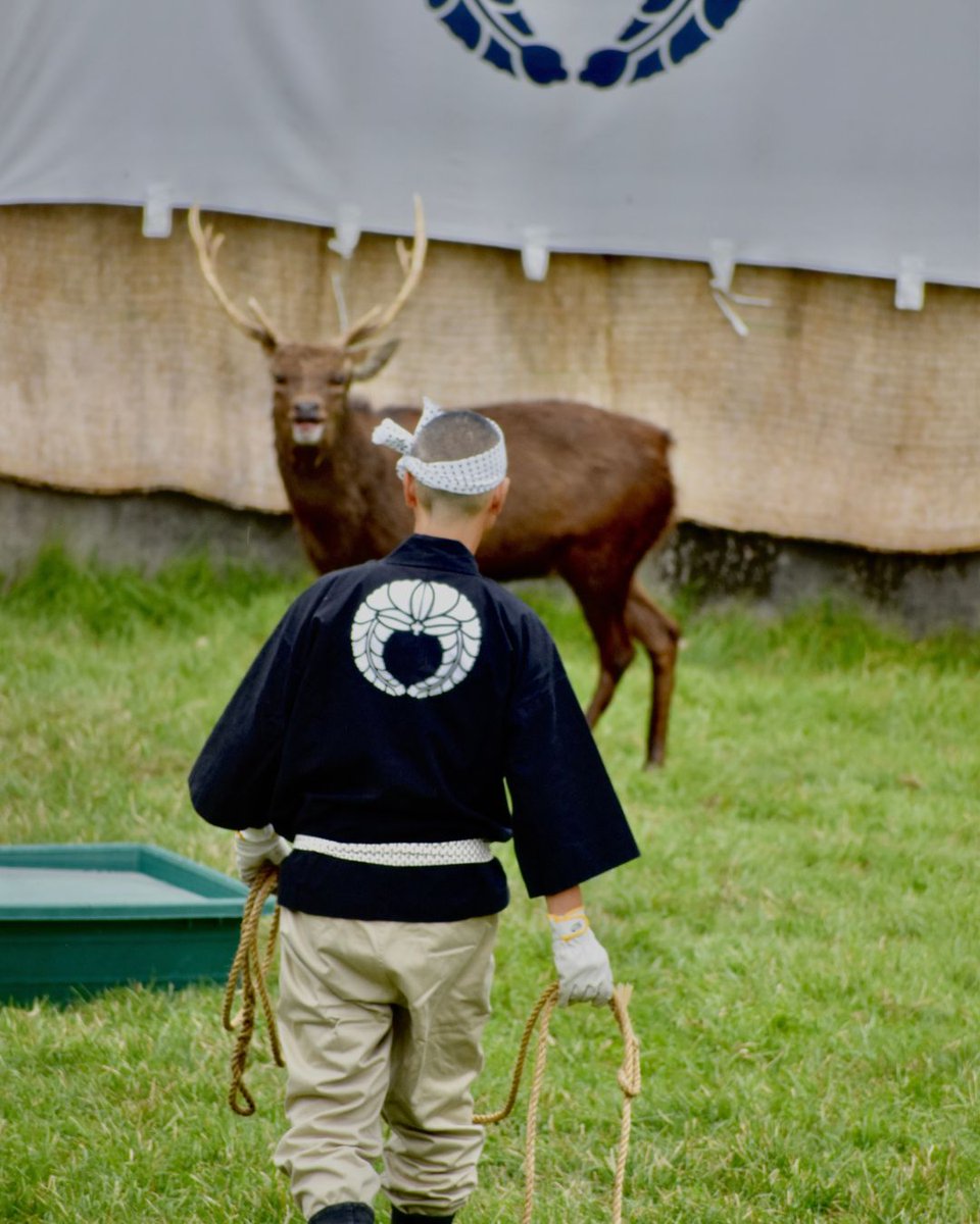 nara_aigokai's tweet image. 古式角きり2025
奈良の秋を彩る伝統行事「古式鹿の角きり」が開催！
長い歴史の中で受け継がれてきた人と鹿の共生の行事かたちを、この機会にぜひ間近でご覧ください。
日にち　11/8（土）・9（日）
場所　　鹿苑角きり場

#奈良の鹿
#奈良県
#鹿サポ
#奈良の鹿愛護会
#奈良の秋
#奈良観光