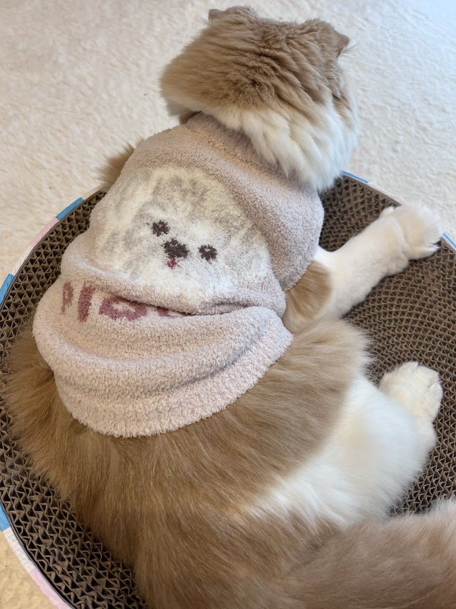 あざらし🦭 (@azarashi_MIX) / Posts / X