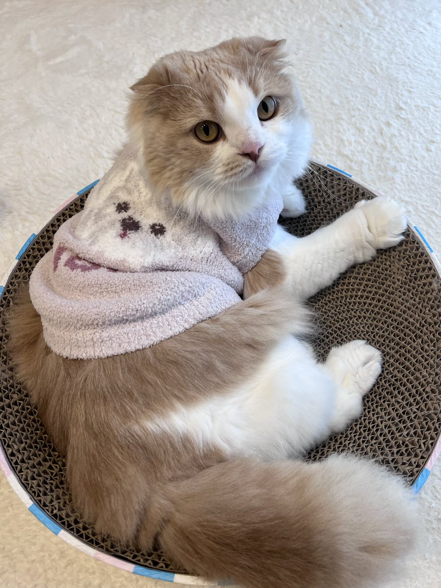 あざらし🦭 (@azarashi_MIX) / Posts / X