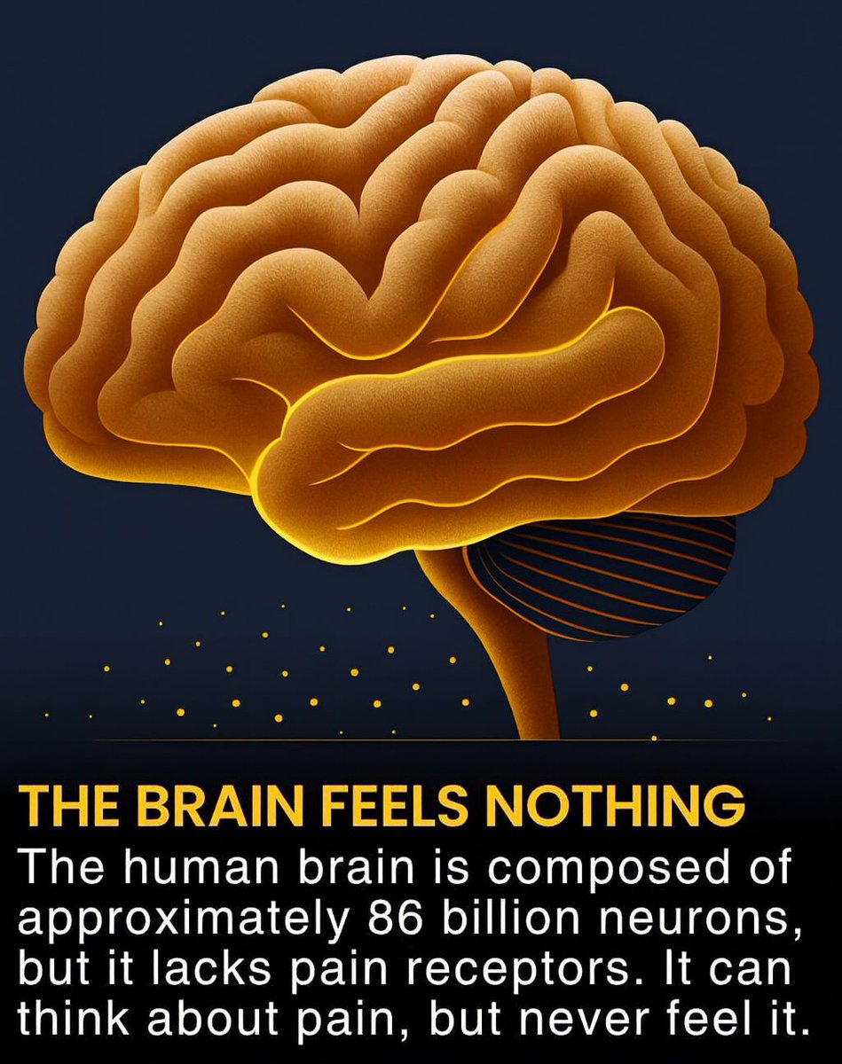 Your brain can think about pain but never actually feel it 🧠⚡
It controls every emotion, movement, and thought — yet has no pain receptors itself. Incredible, isn’t it? 🤯