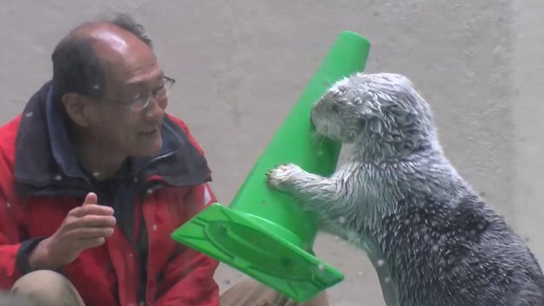 TVQ_net's tweet photo. ＼取材させてもらった動物園のご紹介🦁／ 
📍#鳥羽水族館 

国内で飼育されているラッコは鳥羽水族館の2頭のみ
そんなラッコたちをお世話する飼育員さんとラッコに密着！
SNSでも人気の食事タイムにはいろんな意味が込められていました💓

#zooっと家族 https://t.co/bEaDeZkFhF