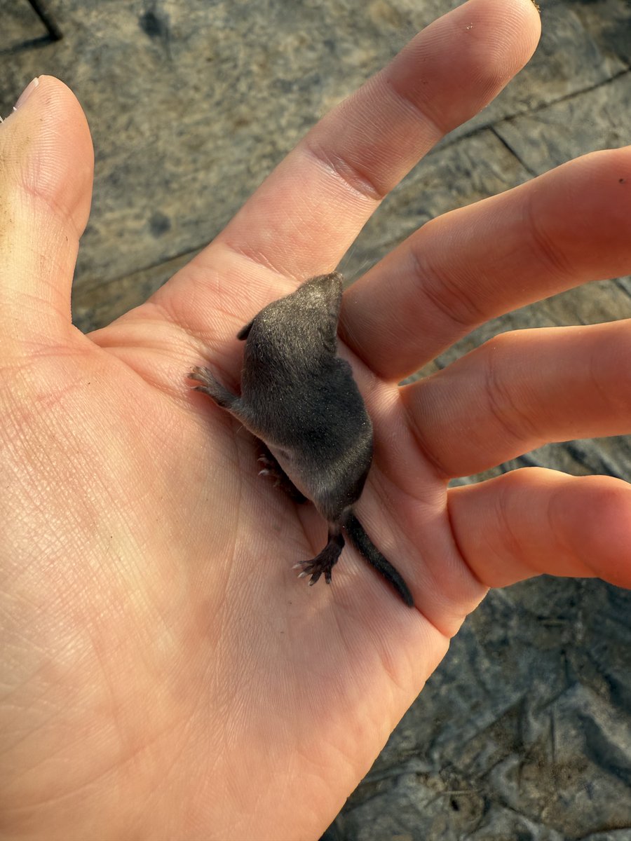 알바몬사업자 id ☆텔𝐔𝐁𝐓𝐂𝟗𝟗☆네이버해킹 id 3000원(수명 3일).ein