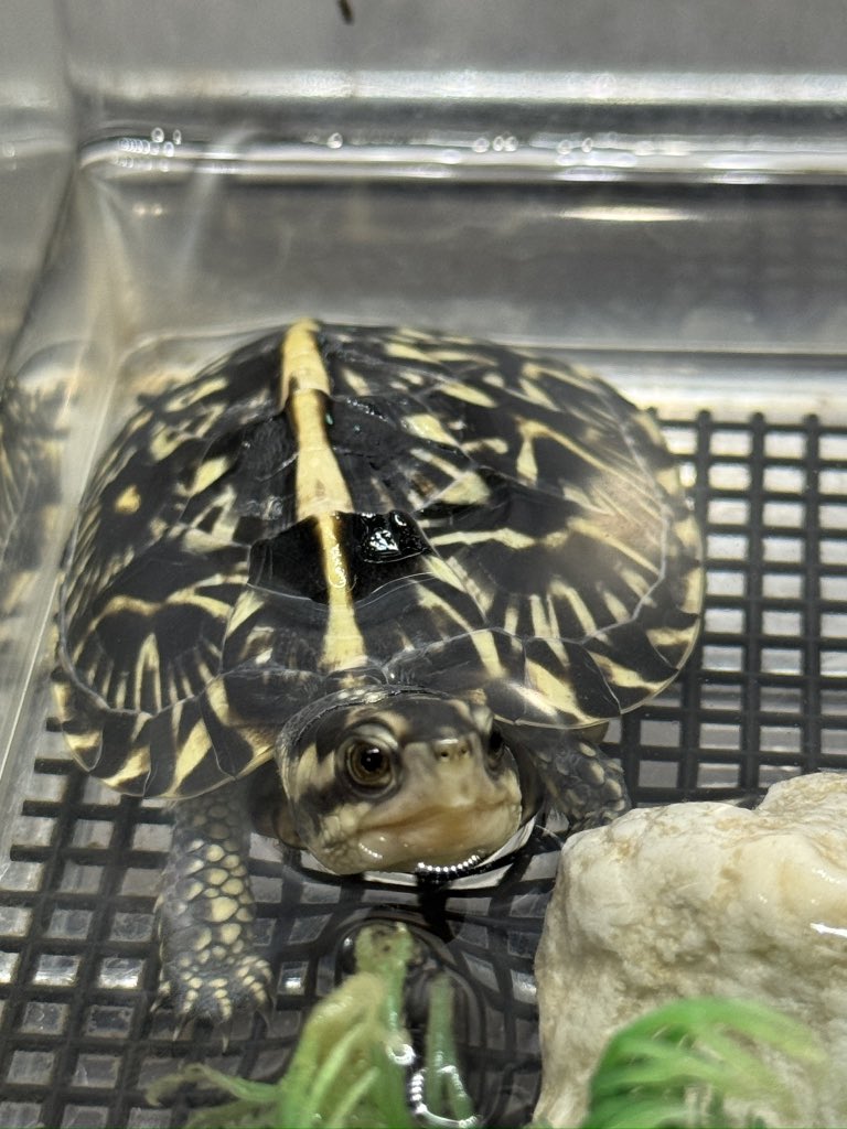 ▽ Maiページ バーグラフ指示計 48シリーズ｜株式会社エムジー