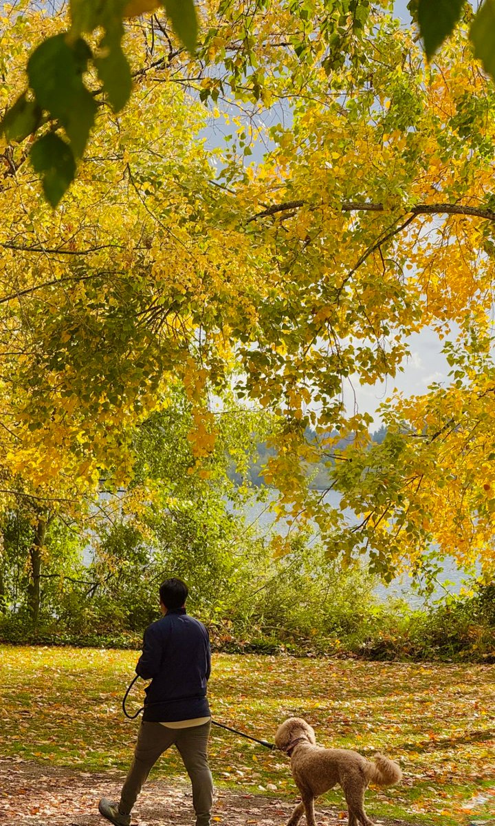 AngusNguye4096's tweet photo. This city knows how to do autumn right. 🍂 Just step outside—you’re walking through a living postcard, no fancy angles required. #SeattleAutumn #Wanderlust https://t.co/QWFtOeiGxk