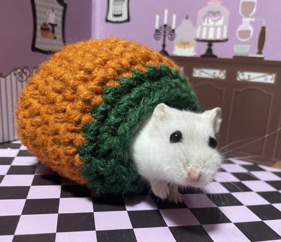 甘夏🐹小動物の雑貨屋さん tweet media