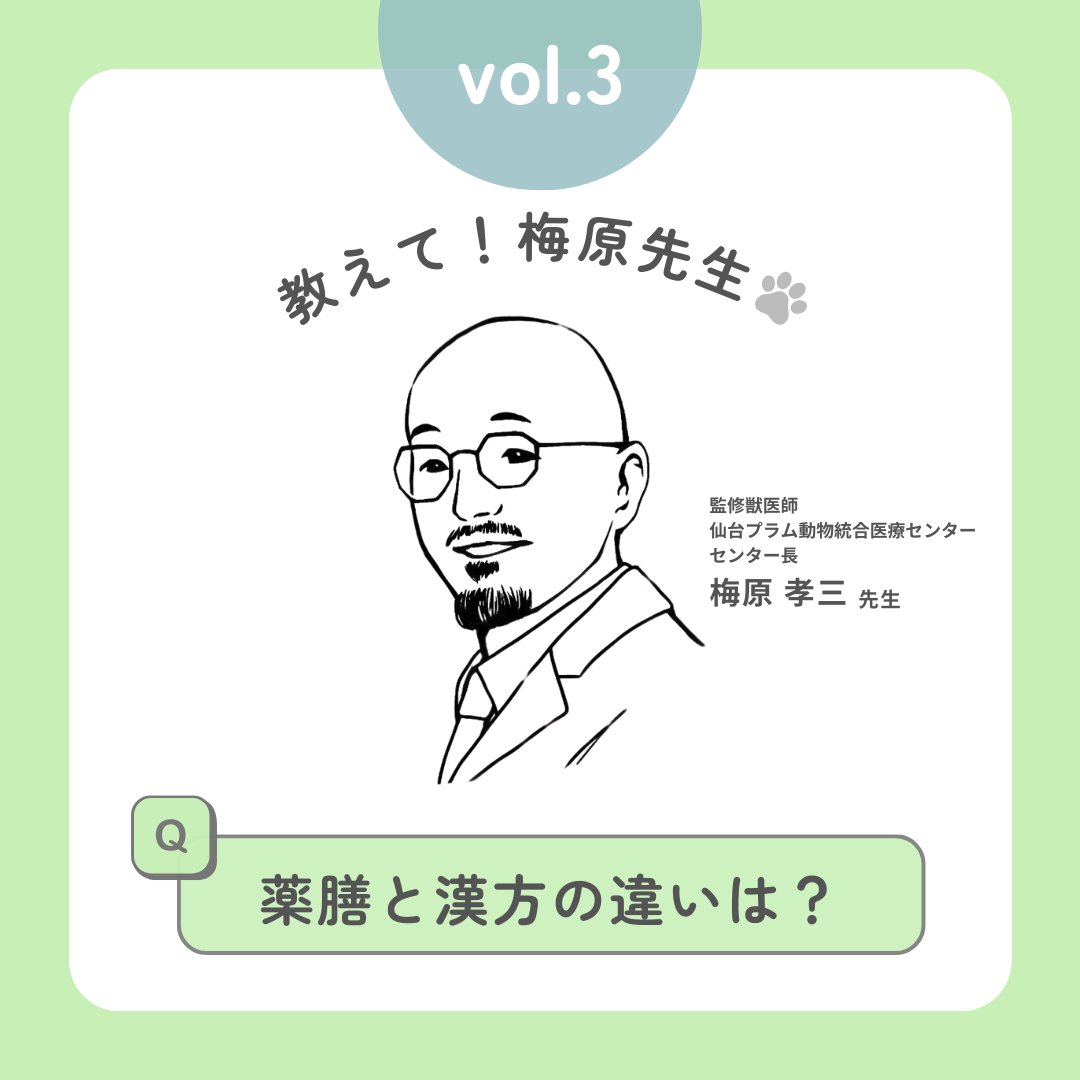 wankodashi's tweet image. 🐶教えて！梅原先生🐾Vol.3

「薬膳と漢方って同じ？」って思ったことある？🤔
実はちがうんやで！
🌿薬膳＝食で整える日常ケア
🌿漢方＝薬で治す医療方法

わんこの薬膳は「その子に合わせる」がポイント✨
毎日のごはんに、ちょっとずつ取り入れてみよ🐕💛
#わんこだし #犬の薬膳 #ペットの健康