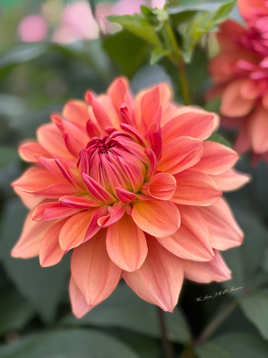 ふぁいんぴーす⭐️🧡 on X