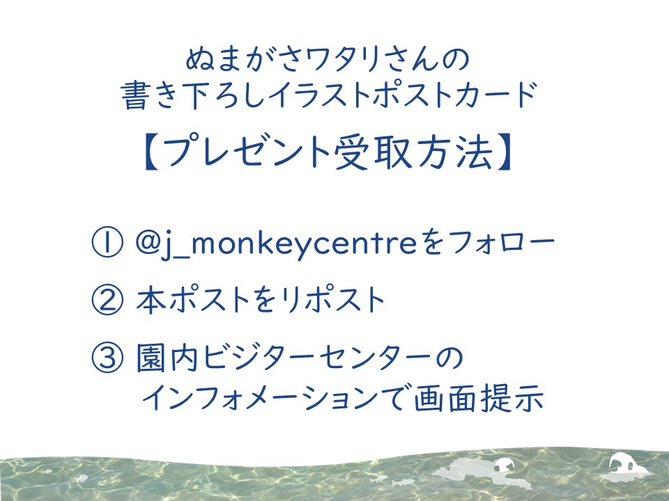 j_monkeycentre's tweet photo. ぬまがさワタリさん（@numagasa）の書き下ろしイラストがポストカードになりました！
11/1(土)から、特別展を見てくださった方先着400名様に、フォロー＆リポストで2枚セットをプレゼント♪
受取方法は画像をご覧ください。
ニホンザル編orカニクイザル編、どちらかを選んでくださいね（赤見） https://t.co/CjQdmM69EU
