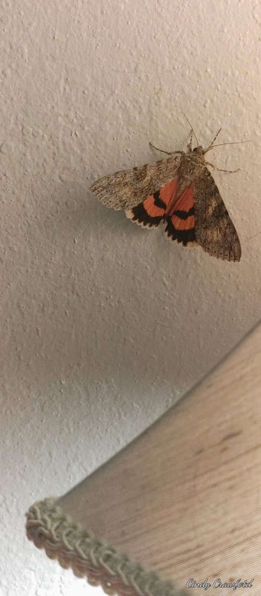 So this flew into my window, and I let it go, please tell me that it was not a new species that I had one chance of a lifetime to name it after me! Lmao