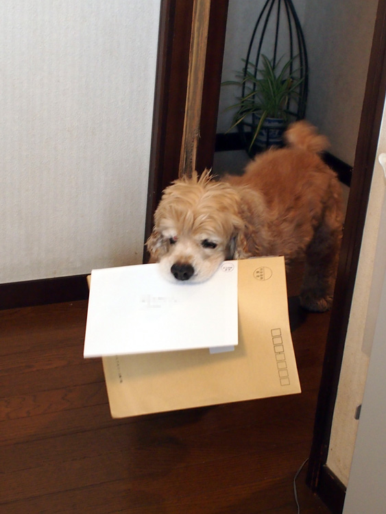 める♡♡24時間以内発送 車型のギフトならCAMSHOPで！3960円（税込）以上のお買い物は送料無料