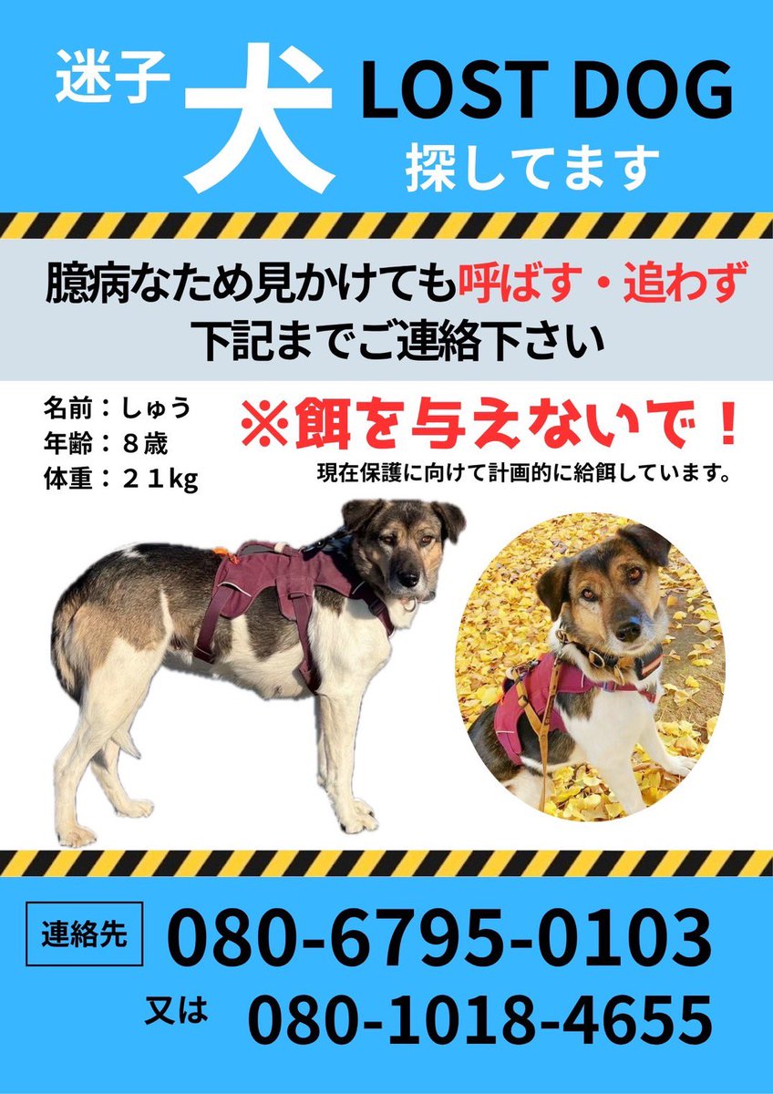 5月に譲渡したレア(仮名しゅう)ちゃんが、10月22日13時頃に川口市内の里親様宅近くをお散歩中に逸走してしまいました。

とても臆病なため見かけた際は名前を呼んだり追いかけたりはせず、下記までご連絡下さい。

可能であれば動画や写真を撮って頂けると助かります。
#迷子犬
#拡散希望
#川口市
