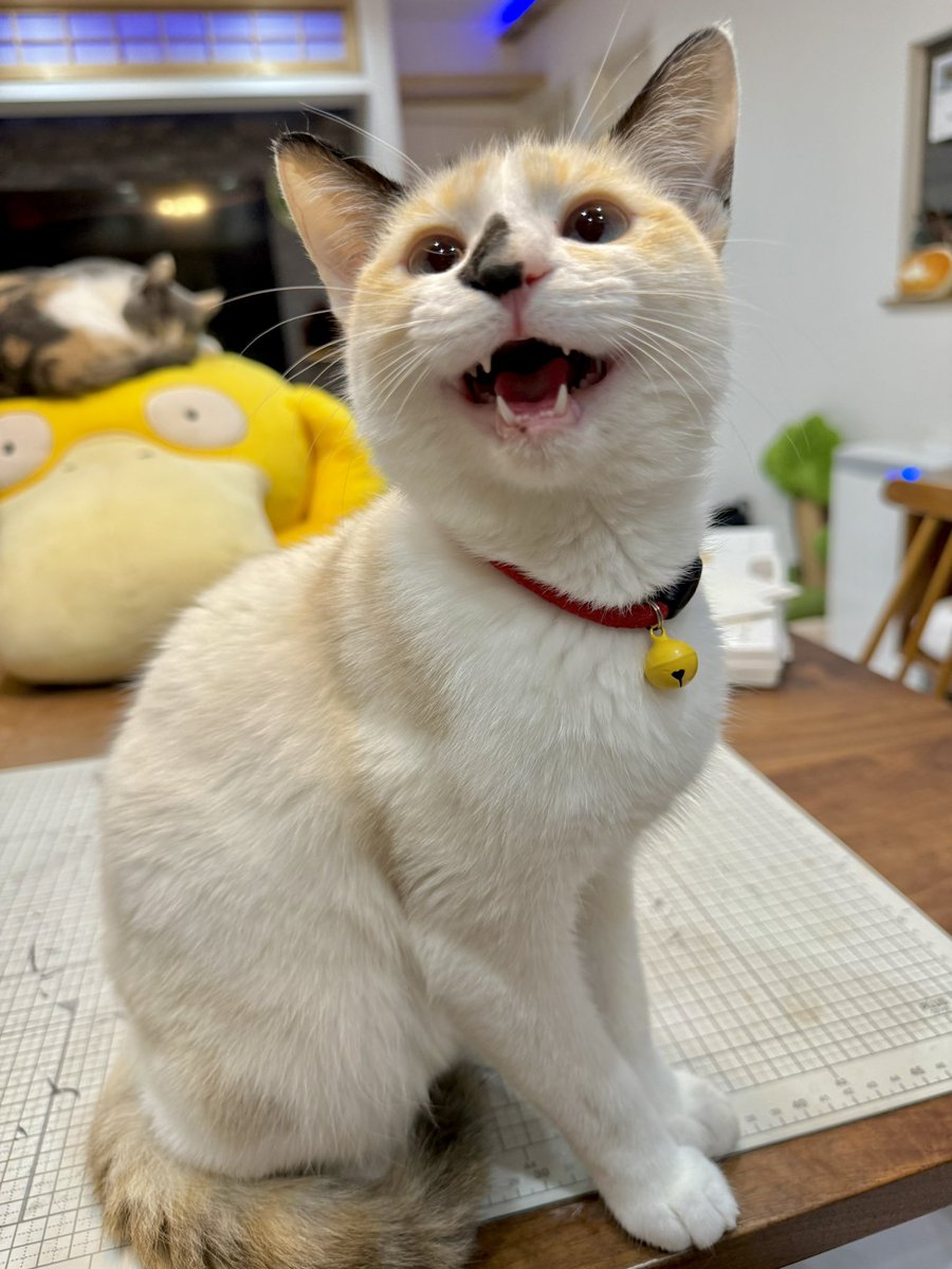 わんこページ【明日18時まで】 ドギーマンハヤシ ごほうびセレクト hello! ダイヤカットチーズ