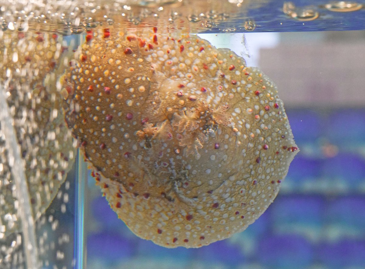 Osaka_Kaiyukan's tweet image. ウミウシの仲間“ #ハナデンシャ ”期間限定で展示中！

小さなお花がたくさんついてるような不思議な見ため。
ウミウシって小さいイメージですが体長約15cmと大型で展示自体もめずらしい種です

エントランスビル４階「飼育員カウンター」でご覧いただけます～