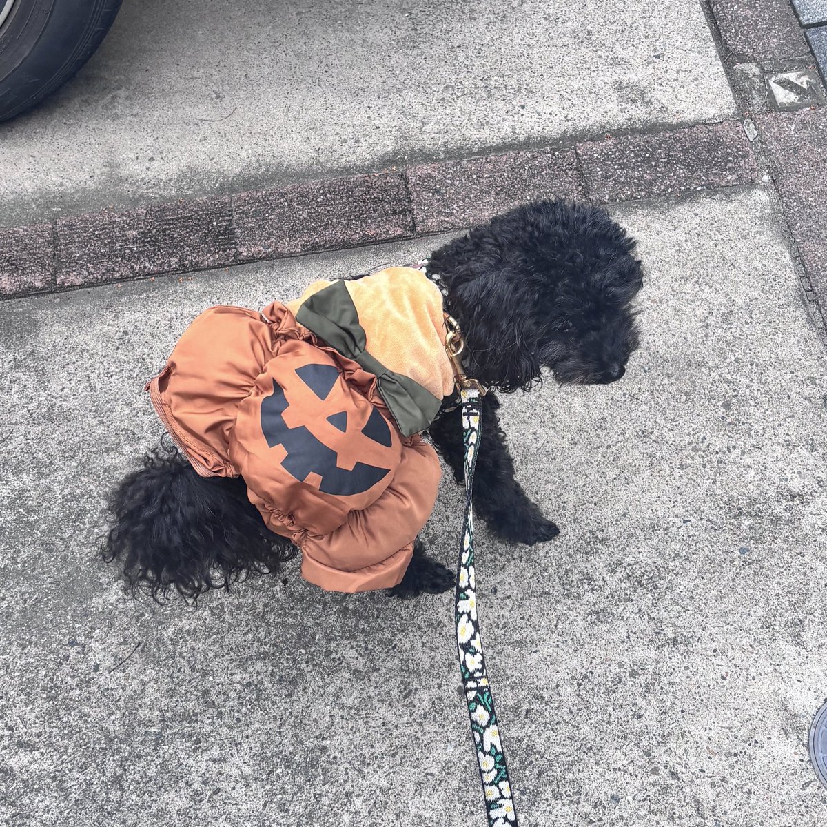 ぱぴこページ ぱぴこ on X