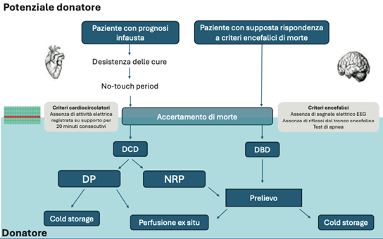 gitalcardiol's tweet image. La nuova frontiera nel trapianto cardiaco: i donatori in morte cardiocircolatoria

🔬 Criteri, diffusione internazionale, ed esperienza della Cardiochirurgia di Bologna by Martin-Suarez et al sul @gitalcardiol

giornaledicardiologia.it/archivio/4585/…