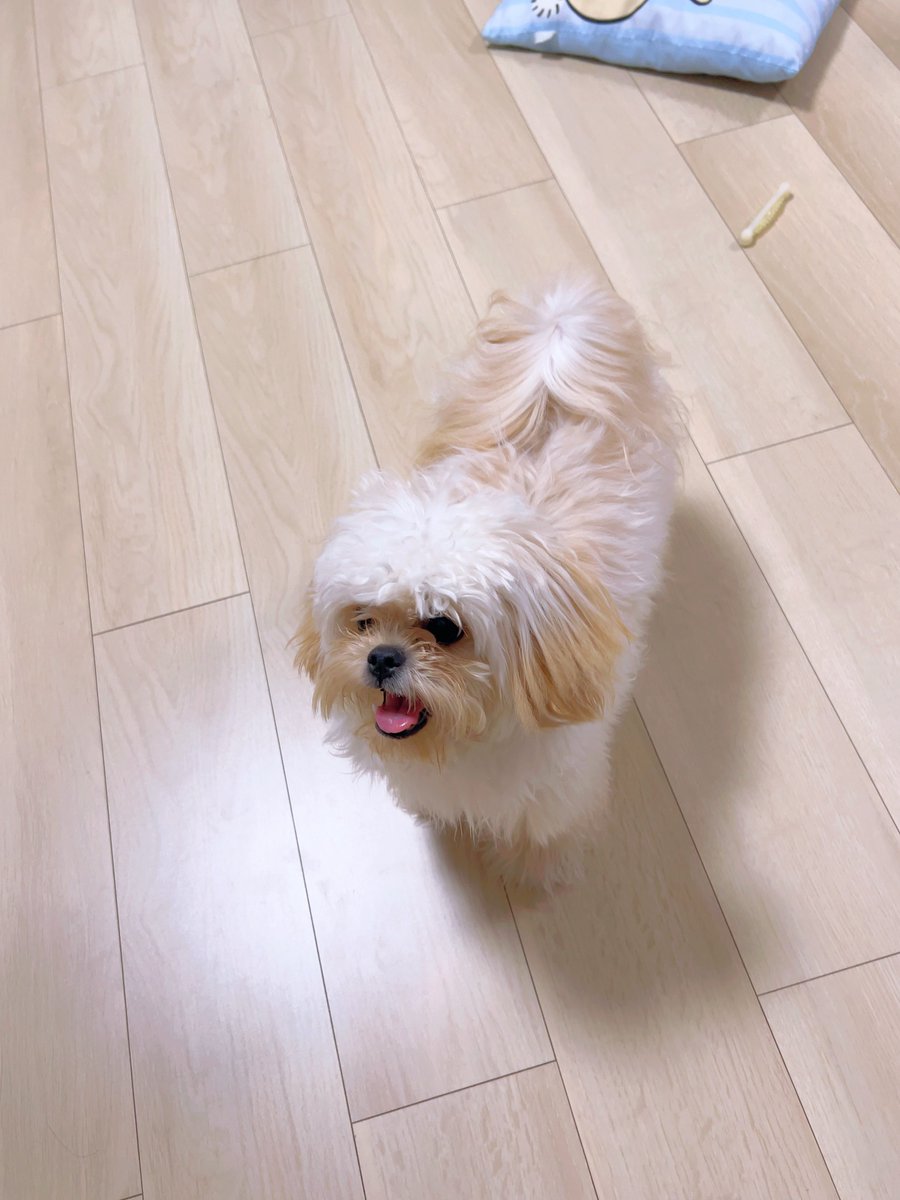 全身ブラッシングできるようになるまで3ヶ月かかり、そこからコツコツコツコツブラシをし続け！ようやく！毛玉が！無くなった！ぺろぷ！！！満を持して全身トリミングデビュー