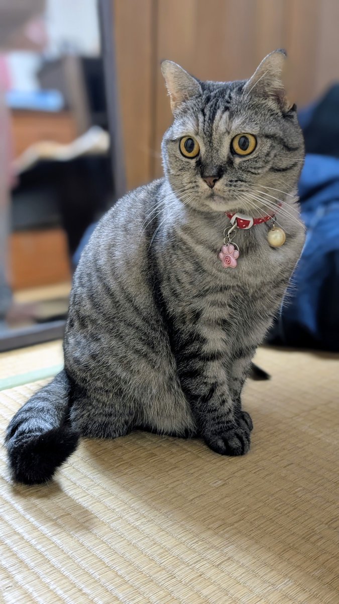 猫さん ねこさん⚡(ΦωΦ) on X