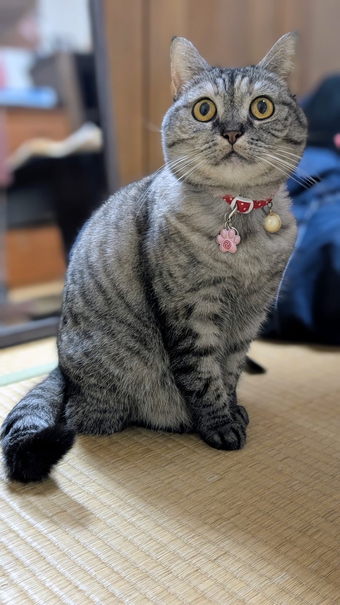 anybuyでお願い致します❢ Amazon | [Taopagii] 安全靴 作業靴 メンズ レディース