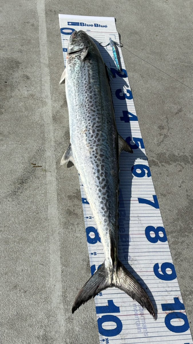 みなせちわ tweet media