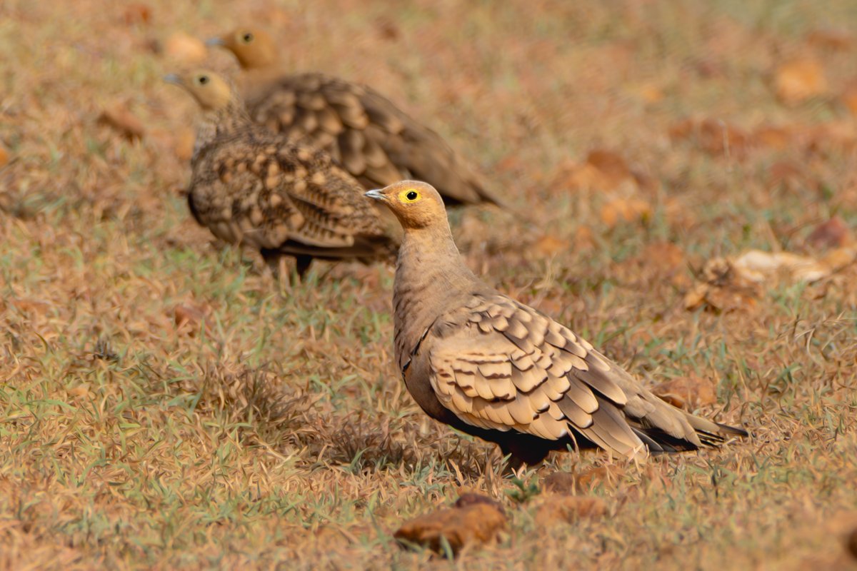 rahul_rajguru's tweet image. Chestnut-bellied Sandgrouse