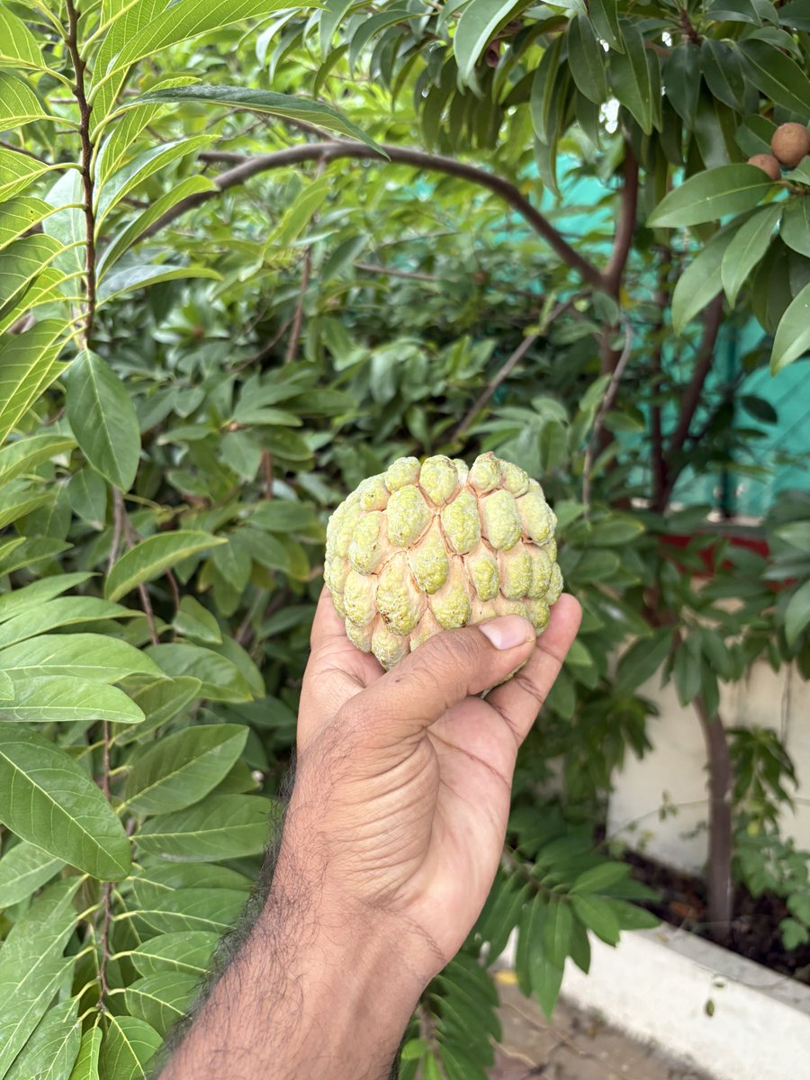 God carefully placed seeds in sitafal so mango will remain the king of the fruit.