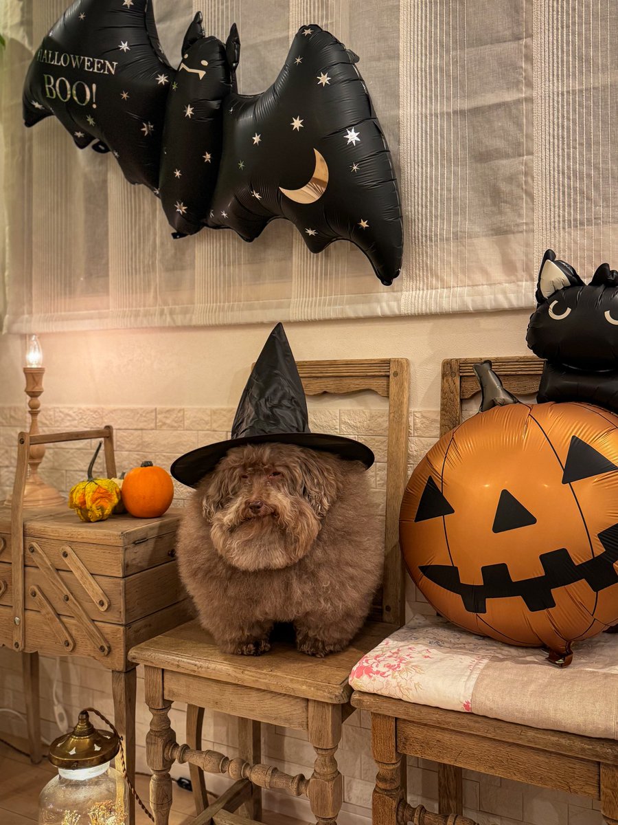 __mohu_c's tweet image. 魔女にされ目にハイライトが無くなるごつもり