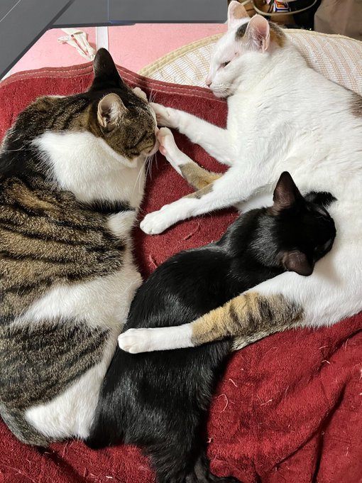 隠レbarめるとのツイート