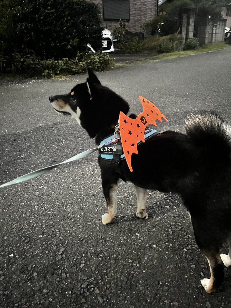 おやつちょーだいー！🎃
ハッピーハロウィン👻