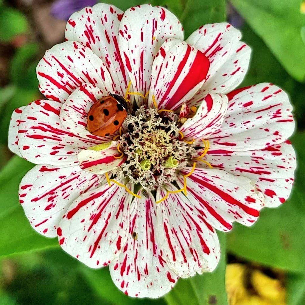lovely_plot's tweet image. Floral Halloween spooktacular for you! 👻🩸🌹🐞🩸👻
Blood thirsty ladybird lurking on a peppermint stick zinnia 🤩🌹🐞🩸👻🐞🩸👻🐞🌹🐞🩸🩸👻
#Halloween2025
