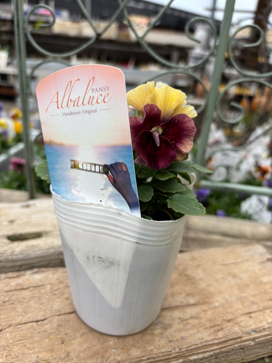 ジョイフル本田 ガーデンセンター on X