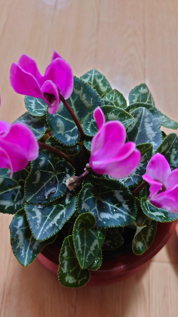 ｼｸﾗﾒﾝ - Search / X