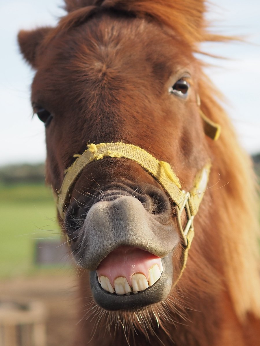 ぽんぽんさん専用ページ ぽんぽん (@ponpon_kikipon) / Posts / X