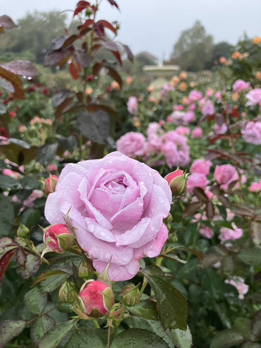 京成バラ園のみよちゃん on X