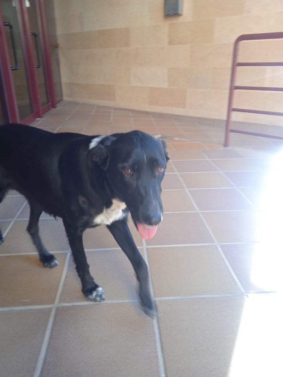 DOGS RESCUE tweet media