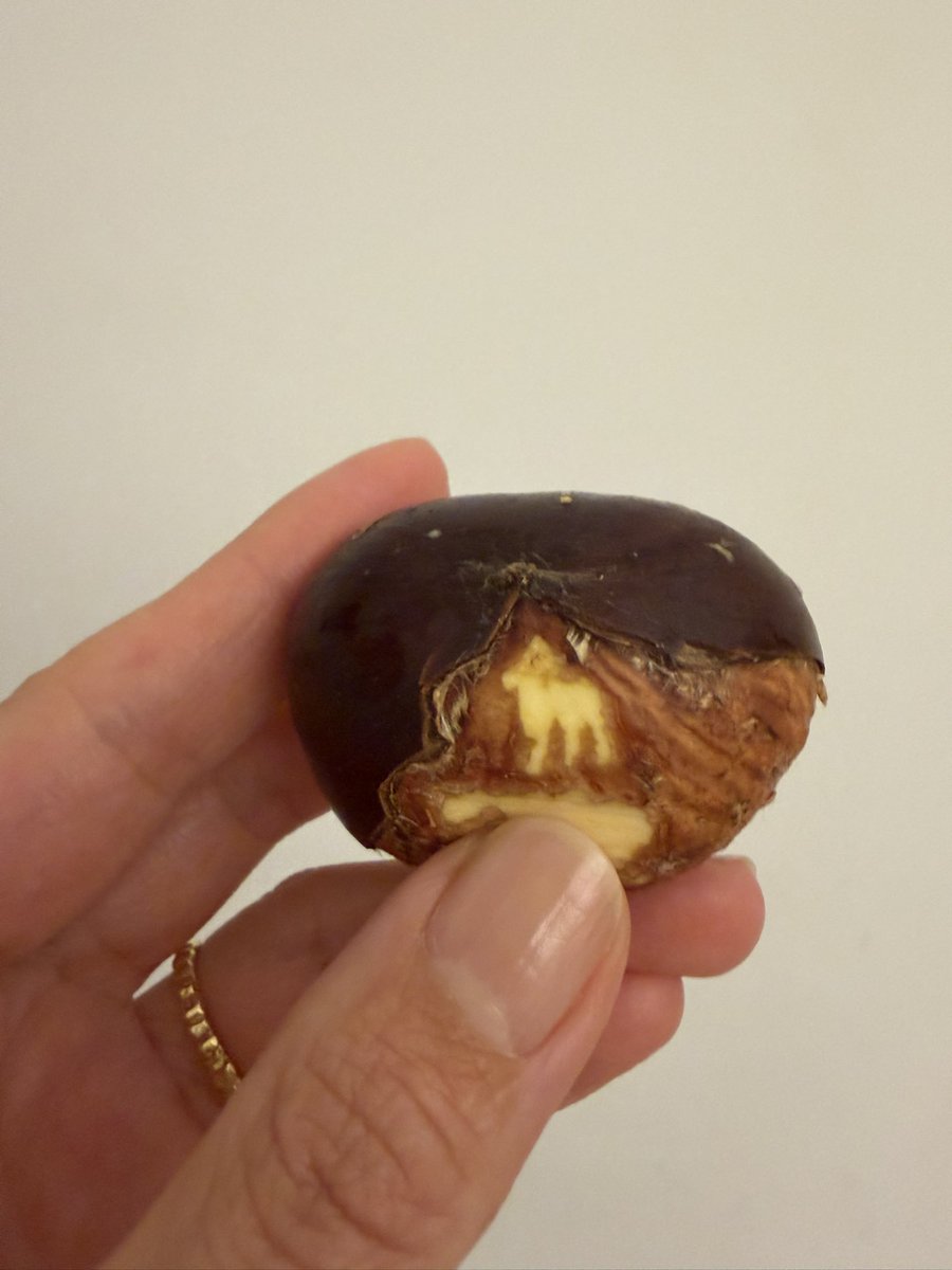 クラウドファンディング、寄付が増えてる✨✨ありがとうございます！残り16日、よろしくお願いいたします。#コトリ再演博

congrant.com/project/ask/19…

〜栗の剥きあとが鹿に見える写真を添えて🦌〜