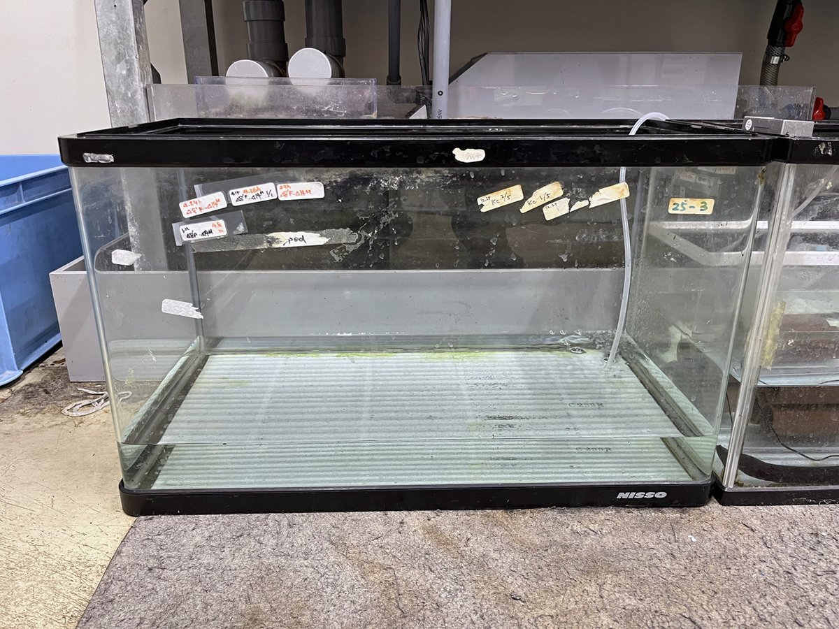 zebrafish_adam8's tweet image. 来週、新しいフレンズがやってきます！