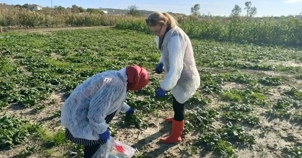 ‼PESTİSİT İLE MÜCADELE KAPSAMINDA SEBZE NUMUNESİ ALINDI‼

📎facebook.com/silivri.tarim/…

<a href="/SilivriTarim/">Silivri İlçe Tarım ve Orman Müdürlüğü</a> 
<a href="/isttarimorman/">İstanbul İl Tarım ve Orman Müdürlüğü</a> 
<a href="/TCTarim/">T.C. Tarım ve Orman Bakanlığı</a> 
<a href="/Bugemtr/">Bitkisel Üretim Genel Müdürlüğü</a>