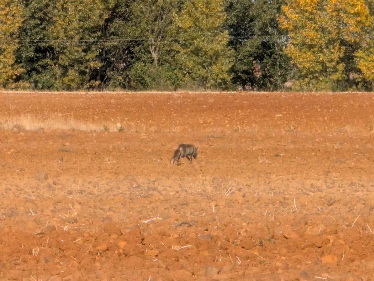 He traído a un cliente y al lado nuestro pasa un zorro guapísimo. Ventajas de vivir en un pueblo🥰🥰